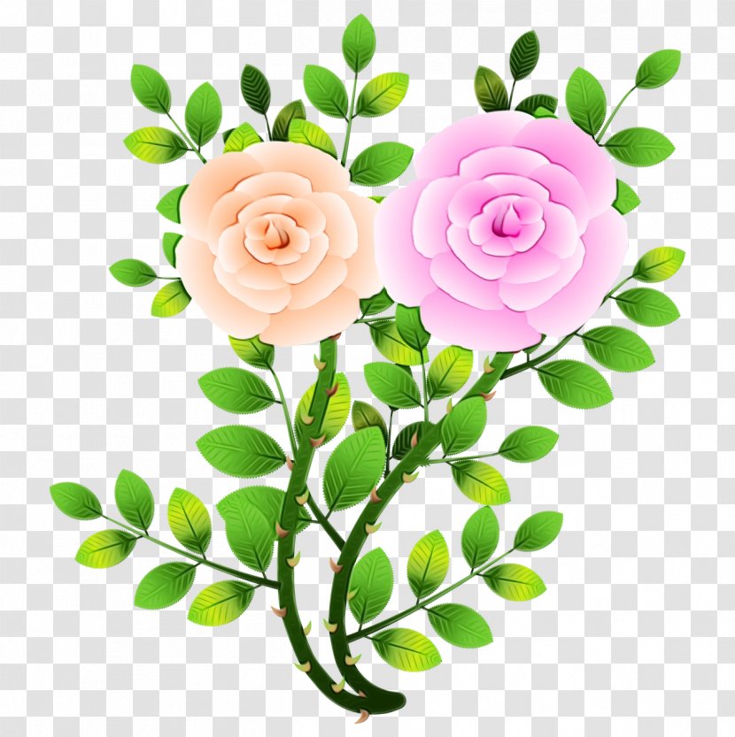 Garden Roses - Watercolor - Petal Branch Transparent PNG