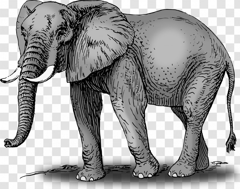 African Bush Elephant Asian Clip Art - Cliparts Transparent PNG