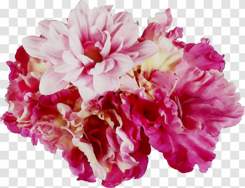 Lily Cut Flowers Peony Carnation - Flower - Dianthus Transparent PNG
