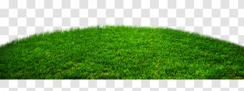 Lawn Wheatgrass Artificial Turf - Da Transparent PNG