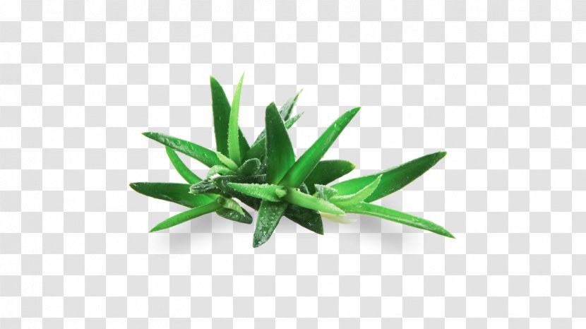 Green Leaf Plant Flower Grass - Herb Tarragon Transparent PNG