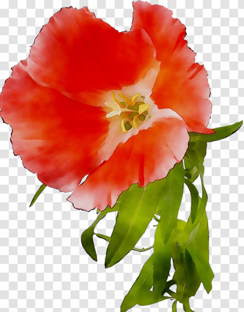 Garden Roses Cut Flowers Annual Plant Herbaceous - Flower - Petal Transparent PNG