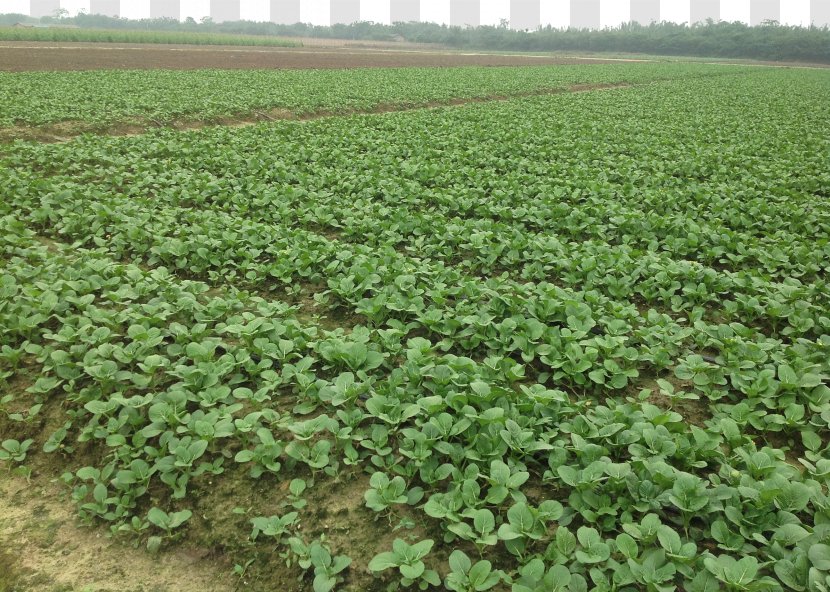 Cabbage Brassica Rapa Rutabaga Plantation Vegetable - Cruciferous Vegetables - Planting Base Transparent PNG
