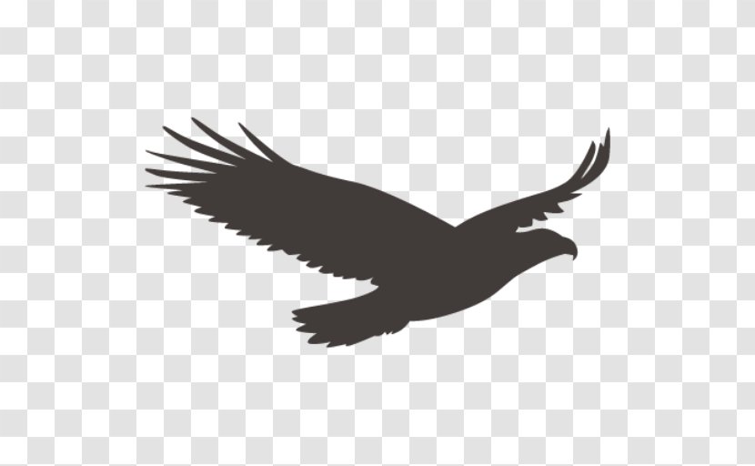 Bald Eagle Vulture Bird Beak Transparent PNG