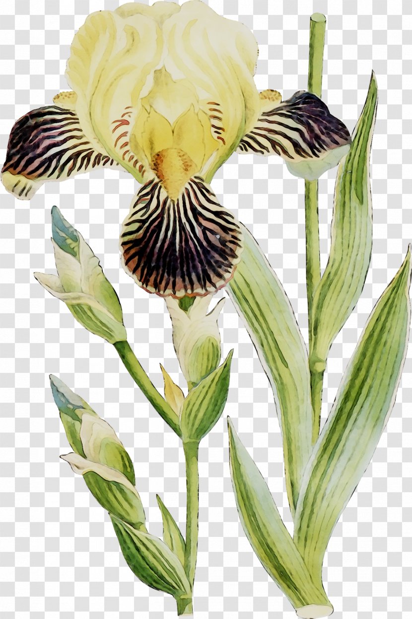 Orris Root Lily Of The Incas Plant Stem Plants - Flower Transparent PNG