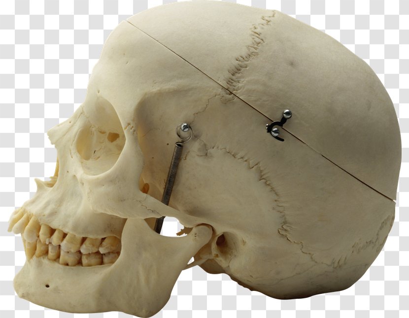 Skull Human Skeleton Anatomy - Heart - Anatomia Transparent PNG