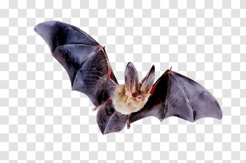 Bat Urban Pest Pigeons And Doves Company Purple - Cleaning Transparent PNG