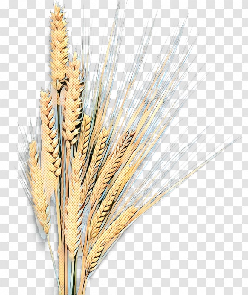 Barley Emmer Grain Einkorn Wheat Cereal - Elymus Repens - Whole Transparent PNG
