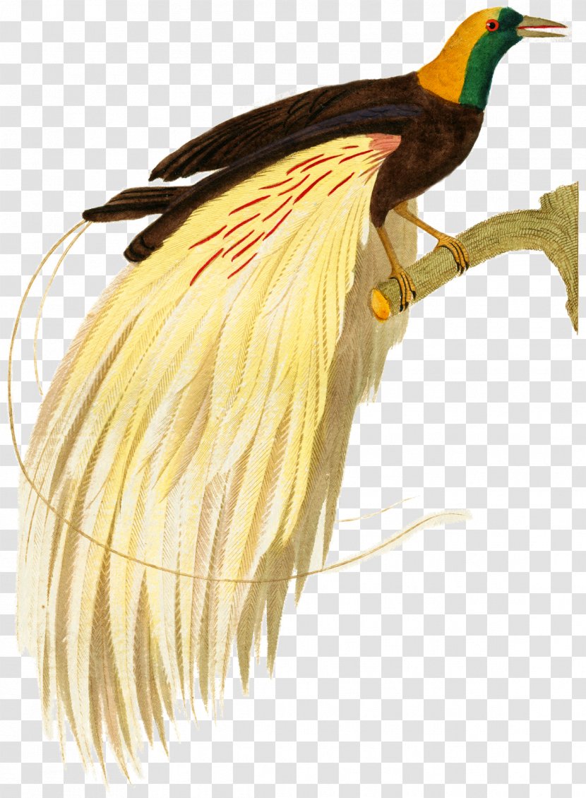Bird Of Prey Beak Galliformes Water - Cockatoo Transparent PNG