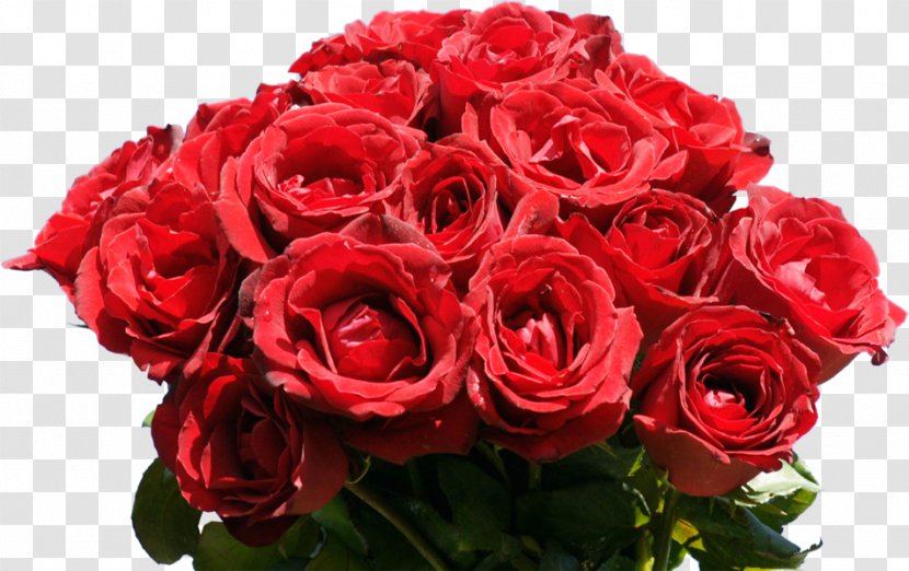 Rose Flower Bouquet Desktop Wallpaper Red - Flowering Plant - Bunch Transparent PNG