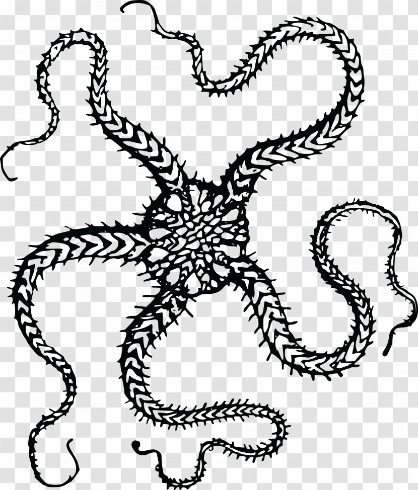 T-shirt Starfish Brittle Star Clip Art - Animal Transparent PNG