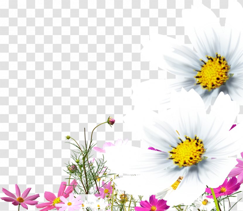 Chrysanthemum Oxeye Daisy Clip Art - Floristry Transparent PNG