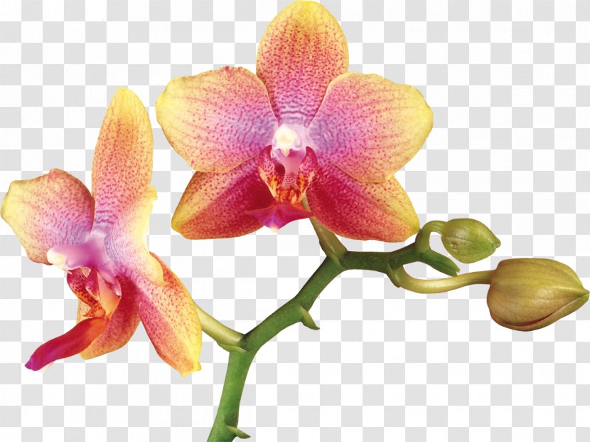 Orchids Clip Art - Of The Philippines - Orchid Transparent PNG