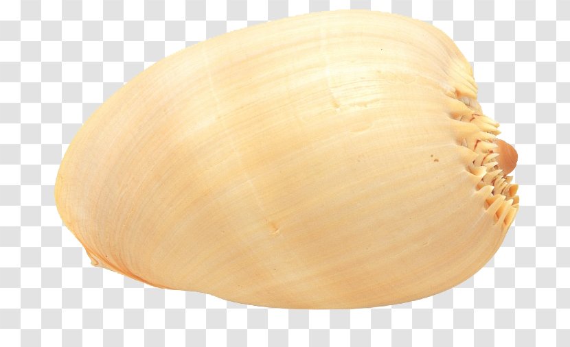 Cockle Conchology Veneroida Scallop Seashell - Attractive Shells Transparent PNG