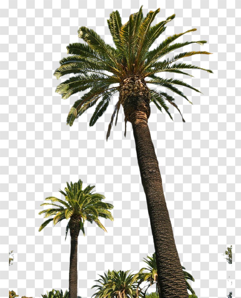 Arecaceae Canary Island Date Palm Pygmy Tree - Elaeis Transparent PNG