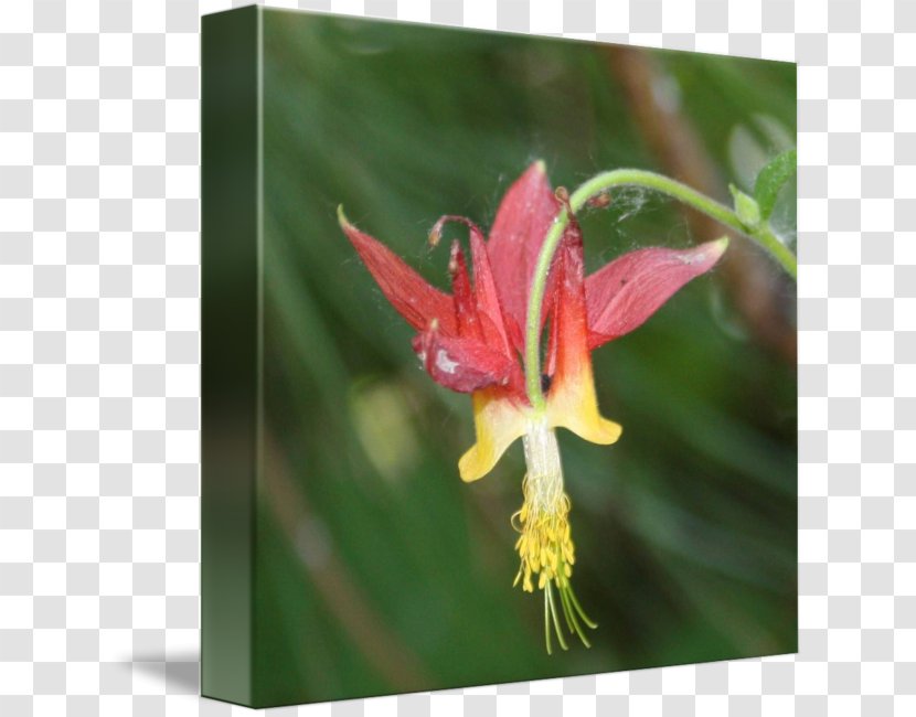 Red Columbine Amaryllis Jersey Lily Belladonna Wildflower Transparent PNG