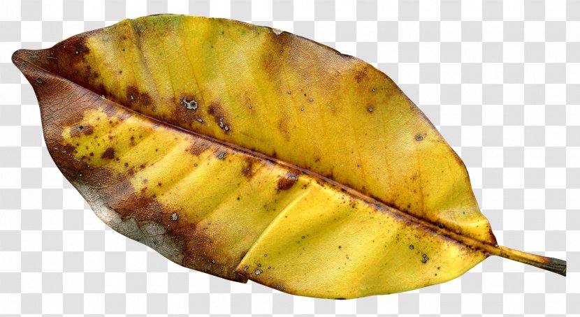 Autumn Leaf Color - Green Transparent PNG