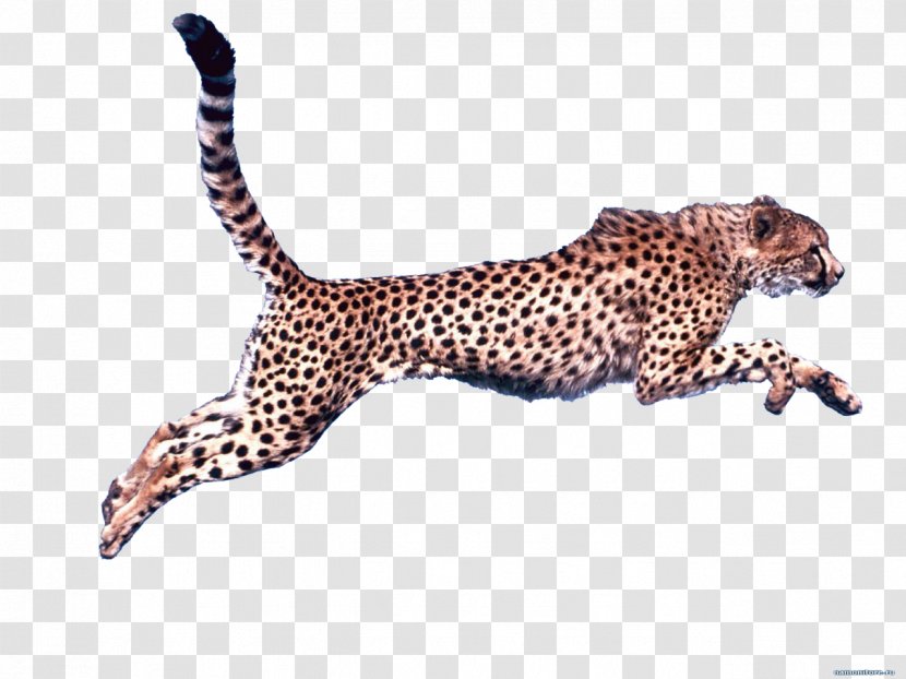Cheetah Clip Art - Cat Like Mammal Transparent PNG