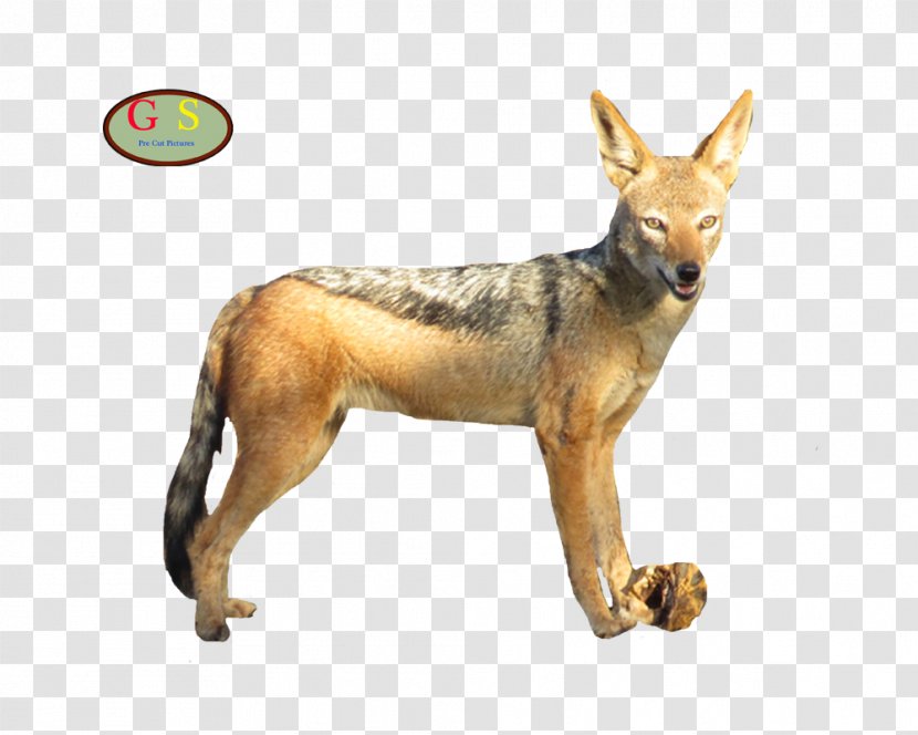 Jackal Coyote Gray Wolf Red Fox - Jack Russel Transparent PNG