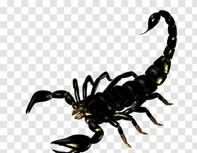 Scorpion Silhouette Clip Art - Drawing Transparent PNG