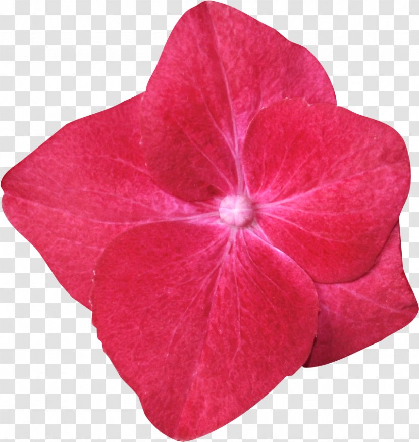 Magenta - Plant - Fling Transparent PNG