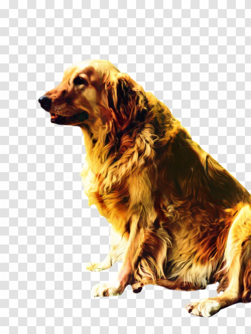 Golden Retriever Background - Small Greek Domestic Dog - Irish Setter Transparent PNG