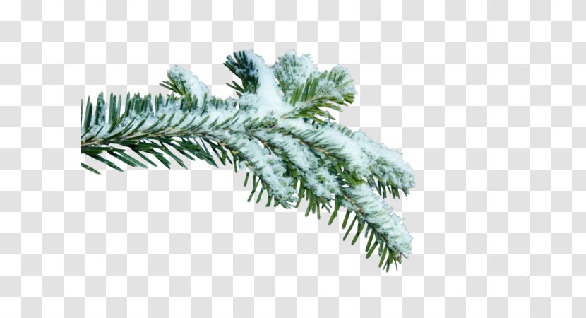 Spruce Twig Branch Fir - Plant - Snow Tree Transparent PNG