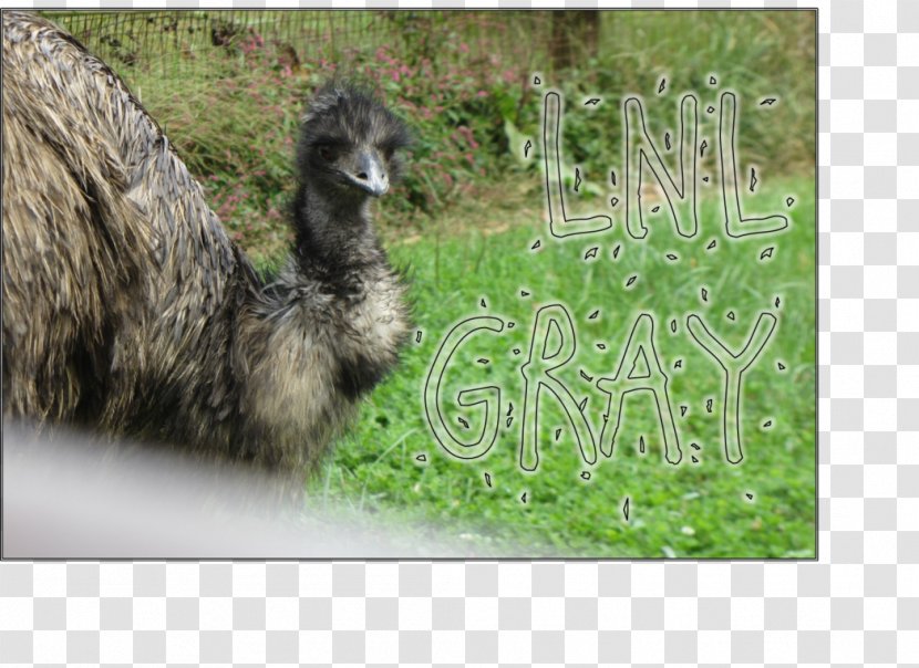 Emu Common Ostrich Llama Fauna Pasture Transparent PNG