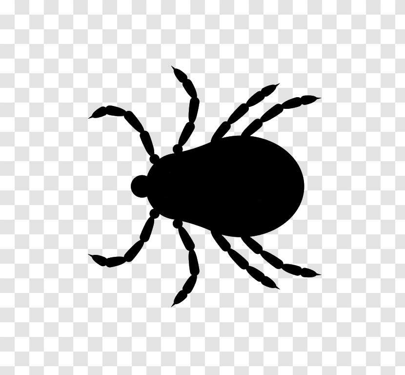 Deer Tick Brown Dog American Beetle Transparent PNG