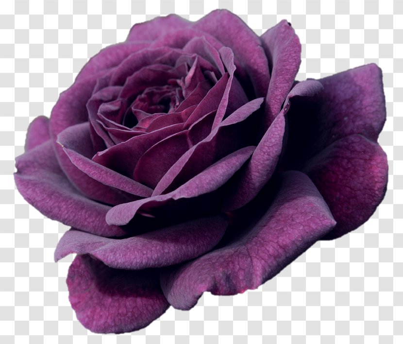 Garden Roses Shrub Flower Plant - Color - Rose Transparent PNG