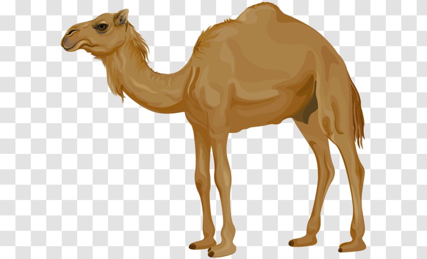 Dromedary Clip Art Image Vector Graphics - Wildlife - Camel Transparent PNG