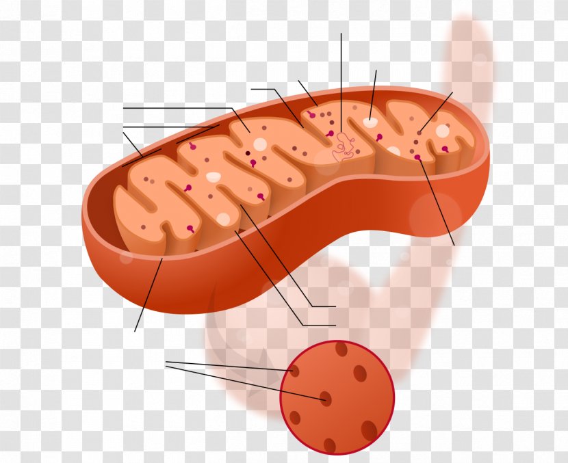 Mitochondrion Cytoplasm Cell Biology Mitochondrial DNA - Matrix Transparent PNG