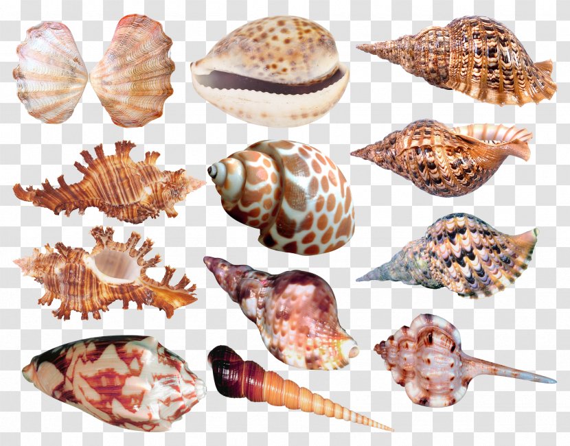 Seashell Conchology Raster Graphics Clip Art - Shankha Transparent PNG