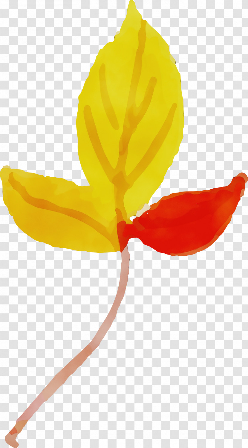 Plant Stem Petal Leaf Yellow Flower Transparent PNG