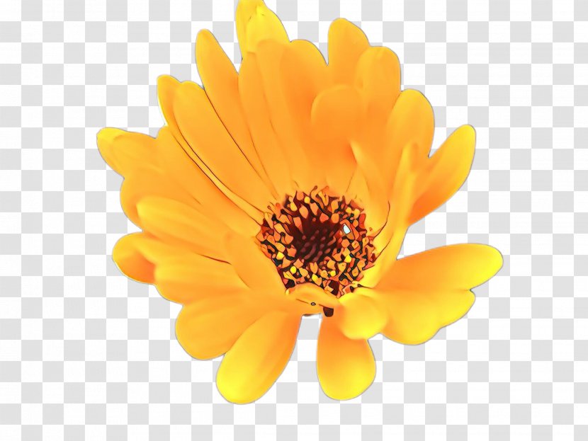 Drawing Of Family - Calendula - Perennial Plant Wildflower Transparent PNG