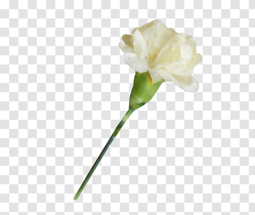 White Carnation Lossless Compression - Amaryllis Belladonna - 绿叶 Transparent PNG