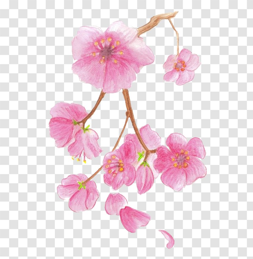 Drawing Cherry Blossom Colored Pencil Watercolor Painting Transparent PNG