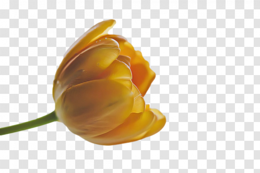 Rose Transparent PNG