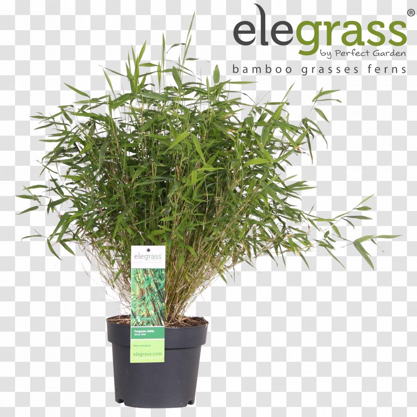 Grasses Fargesia Murielae Bamboo Garden Flowerpot Transparent PNG