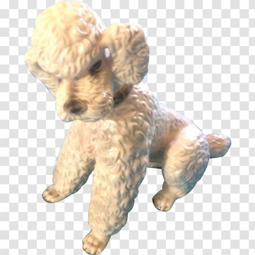 Toy Poodle Miniature Puppy Cockapoo - Nonsporting Group Transparent PNG