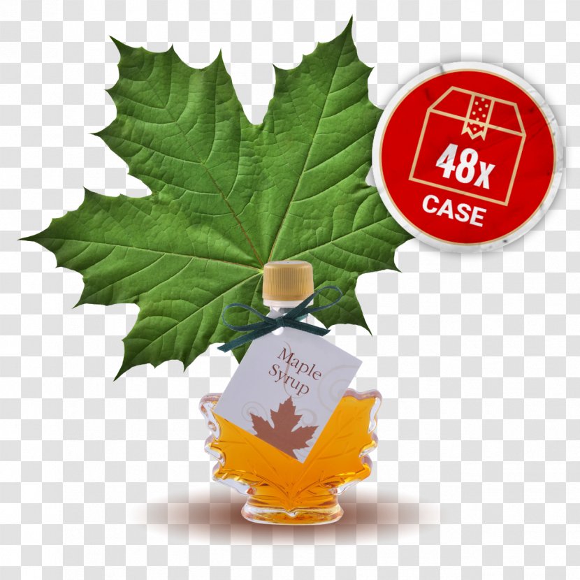 Maple Syrup Leaf Vegetable - Tree Transparent PNG