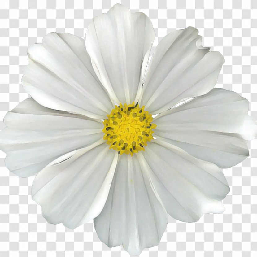 Flowers Background - Plant - Perennial Oxeye Daisy Transparent PNG