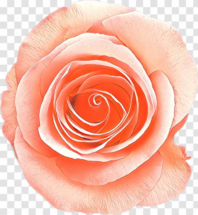 Garden Roses - Plant Peach Transparent PNG