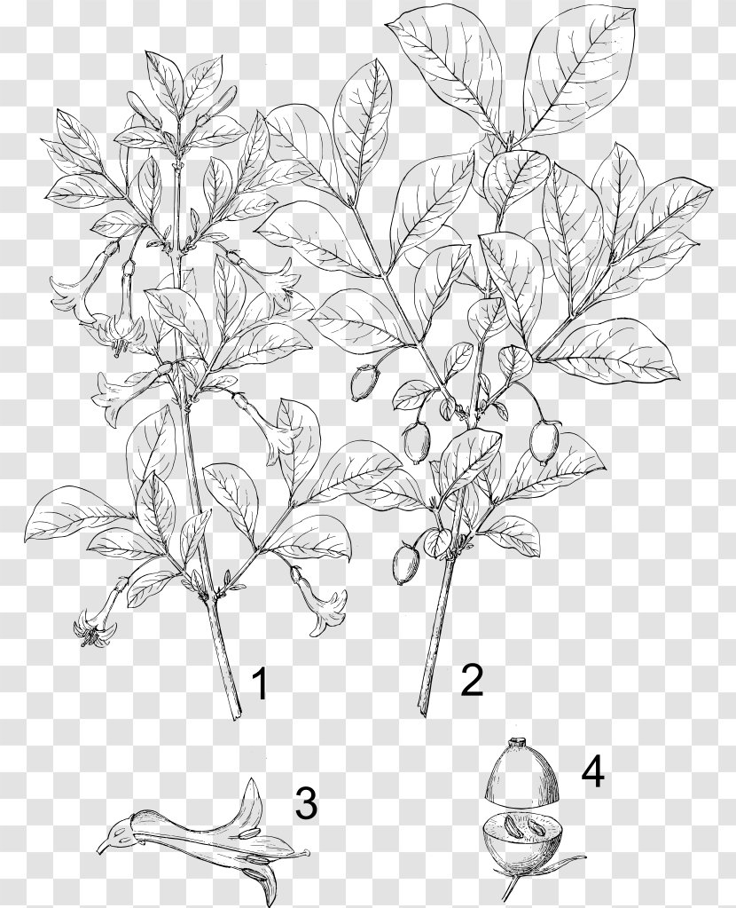 Lonicera Ciliosa Sempervirens Flower Plant Stem Botany - Caprifoliaceae Transparent PNG