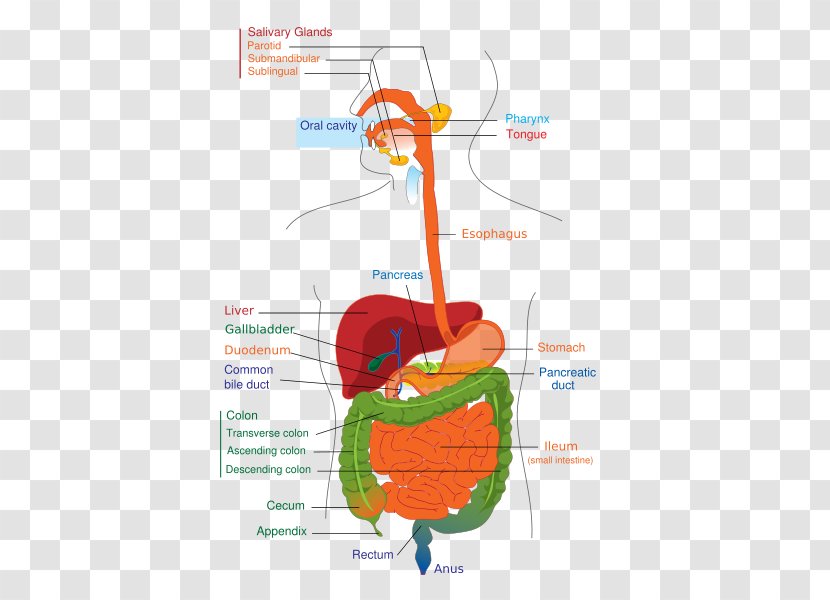Gastrointestinal Tract Human Digestive System Digestion Diagram Body - Frame - Musculoskeletal Transparent PNG