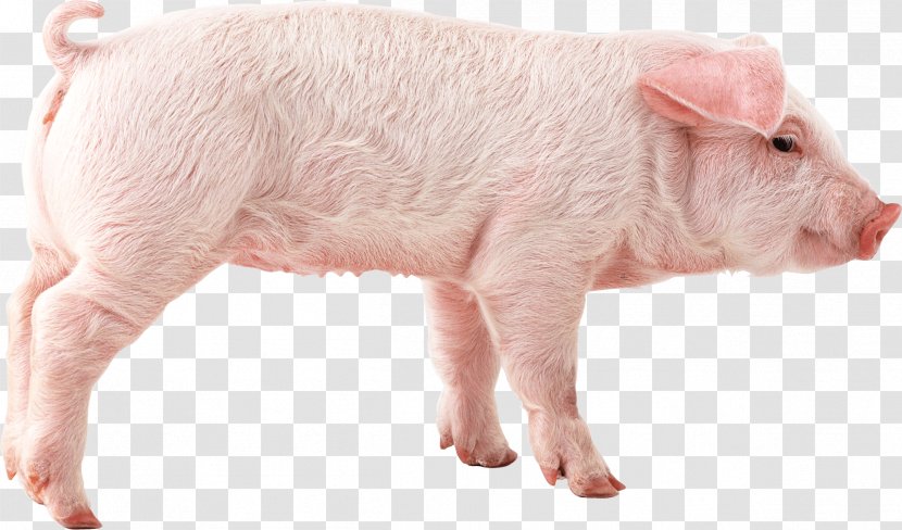 Domestic Pig Clip Art - Mammal - Image Transparent PNG