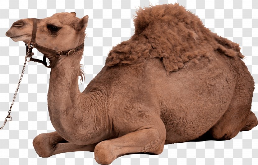 Dromedary Bactrian Camel - Terrestrial Animal - Image Transparent PNG