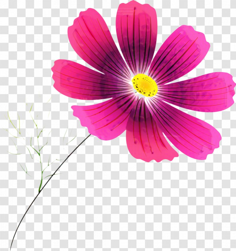 Pink Flower Cartoon - Gerbera - Asterales Perennial Plant Transparent PNG