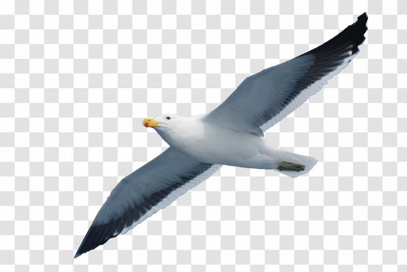 Gulls Seabird - Beak - Seagull Transparent PNG