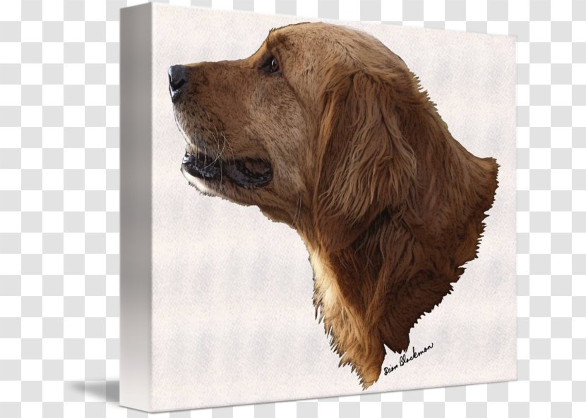 Golden Retriever Sussex Spaniel English Cocker Dog Breed Pet - Crossbreeds Transparent PNG